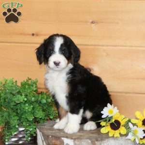 Molly – F1, Bernedoodle Puppy